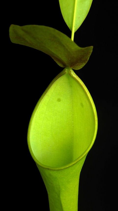 N. reinwardtiana – assorted clones: BE-3159